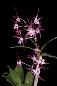 Dendrobium Ruth Reingold Diamond Orchids AM/AOS 81 pts. Inflorescence